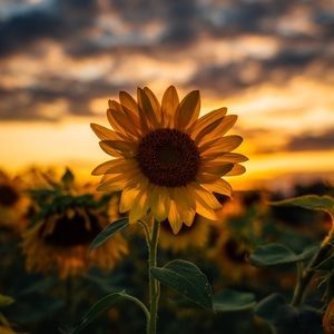 Meet your Posher, Cameron